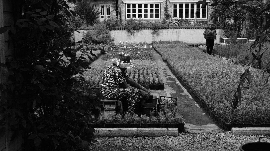 Lys Vert Jardin 2