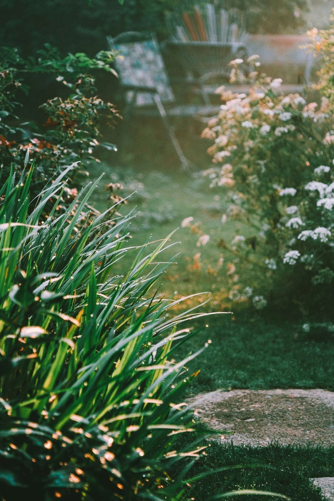 Lys Vert Jardin 8