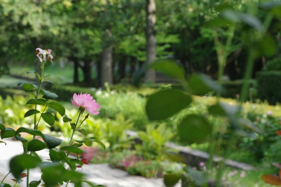 Lys Vert Jardin 9
